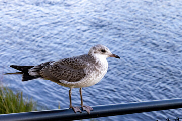 Seagull on the fence,Skellefteå,Skellefteå,Vasterbotten,Sweden,scandinavia,Europe