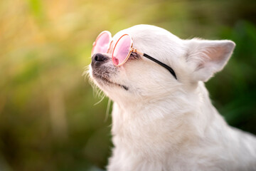 Portret białego psa rasy chihuahua w różowych okularach  - obrazy, fototapety, plakaty