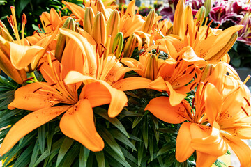 Flowers of orange lilies, close-up photo - obrazy, fototapety, plakaty