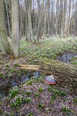 early spring forest with spring snowflake, Vysocina, Czech Repubic