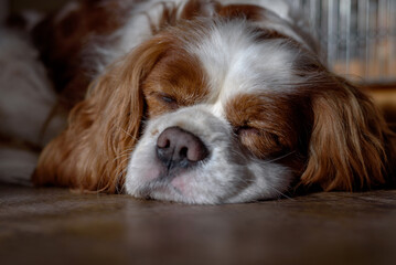 Sleeping blenheim cavalier king charles spaniel.