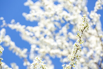 White flowers bloom in the trees. Spring landscape with blooming sakura tree. Beautiful blooming garden on a sunny day. Copy space for text.