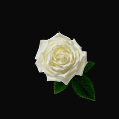 single white rose on black background 