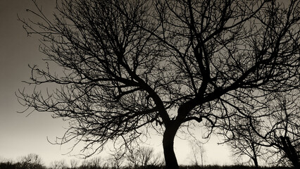 Silhouette of a tree - a walnut in spring, without leaves against the background of the evening sunset sky, spring, Ukraine, black and white image, sepia.