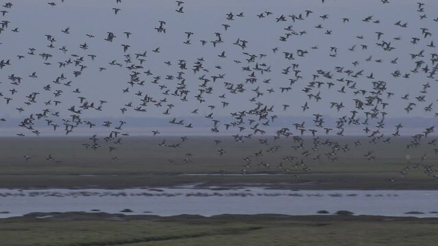 Large flock of ducks in winter flying in amazing formation over marshland in England UK 4K
