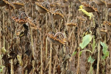 dried Sunflower field