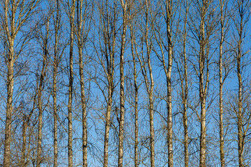 Tall Trees in the Sussex Countyside, on a Sunny Winter's day