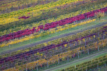 Autumn vineyard near Cejkovice, Southern Moravia, Czech Republic