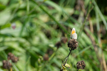 Small Heath butterfly (Coenonympha pamphilus) sitting on a flower in Zurich, Switzerland