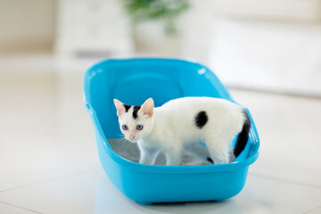 Cat in litter box. Kitten in toilet. Home pet care