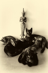 Cats and the Buddha