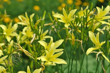 Beautiful shot of blooming yellow lilies in a garden