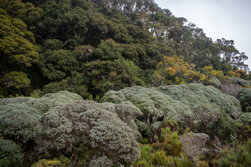 trees in the mountains