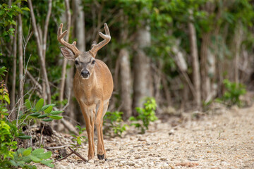 A single Key Deer in Florida walking toward the camera from an unpopulated wooded area with many...