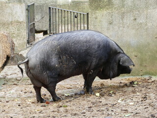 The iberian pig is a breed that exists only in some parts of Spain and Portugal