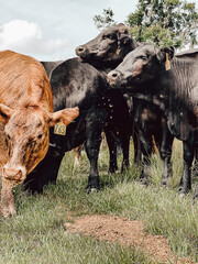 Cattle