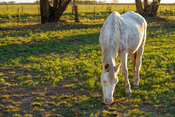 Light-colored horse calmly grazing outdoors. copy-space