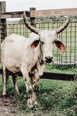Cattle