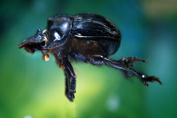 insecto escarabajo