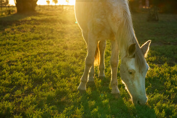 Light-colored horse calmly grazing outdoors with the evening sun behind him