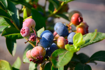 borówki amerykańskie owoce na krzaku, Borówka wysoka, niebieska jagoda, dojrzewajace borówki , vaccinium corymbosum, lueberries fruits on the bush, highbush blueberry, ripening blueberries - obrazy, fototapety, plakaty