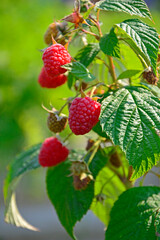 czerwone maliny na krzaku w ogrodzie (Rubus idaeus) © kateej