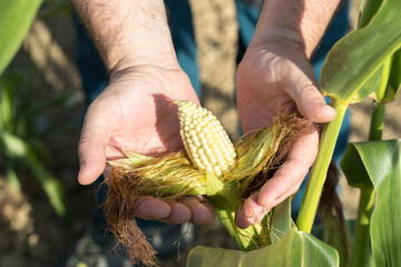 Farmer holds an unripe ear of corn in his hands in his field. Heatwaves and extreme drought have...