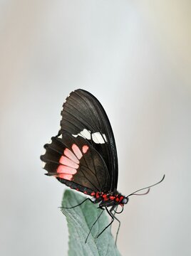 Closeup of a butterfly on a plant in a garden with blurred background