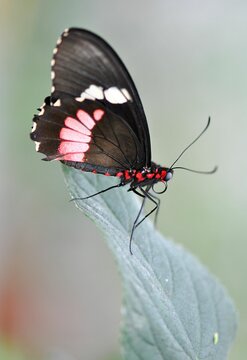 Closeup of a butterfly on a plant in a garden with blurred background