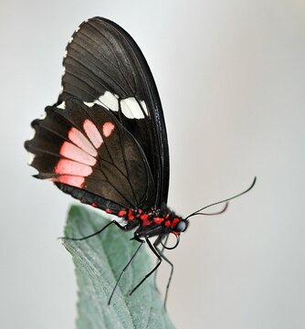 Closeup of a butterfly on a plant in a garden with blurred background