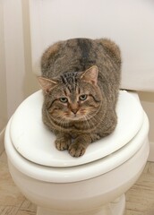 Vertical shot of a tabby cast sitting on a toilet seat