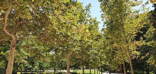 Beautiful park in Spain. Green natural background. Green tall trees in the park. Green foliage on trees in summer. Park in Madrid. Beautiful nature.
