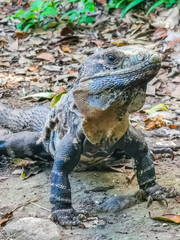 Iguana on ground Tulum ruins Mayan site temple pyramids Mexico.