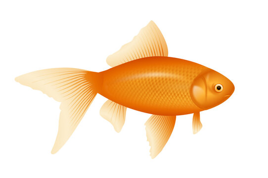 Gold Fish Isolated On White