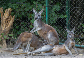 Naklejka na ściany i meble kangaroo at zoo thalkirchen hellabrunn