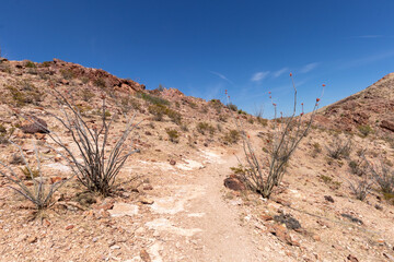 Ocotillo plant in the desert close up