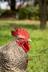 cock,
