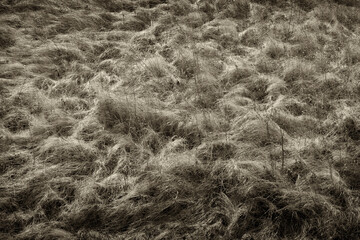 Obraz premium Spring, dry grass carpet in the steppe, Ukraine. There are no people.