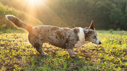 Pies rasy corgi na łące w czasie wschodu słońca