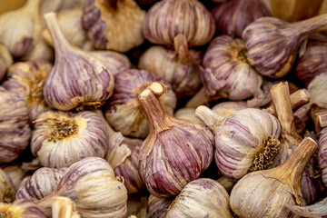 Summer afternoon at Farmer's Market in Fort Collins Colorado