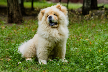 Cute dog of the Chow-chow breed with his tongue hanging out on a walk on a green lawn.