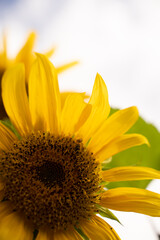 Obraz premium sunflower