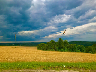  Flying eagle on the field.