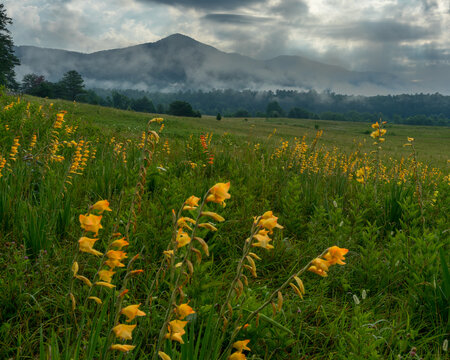 Peach gladiolus in a meadow in Cades Cove, Great Smoky Mountains national Park on a foggy day with wonderful clouds playing off the mountains in the distance