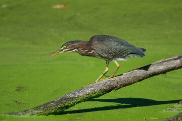 Green Heron preparing to strike.