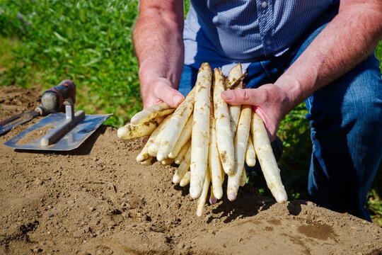Frisch gestochener wei&szlig;er Spargel als Nahaufnahme in den H&auml;nden eines Erntehelfers auf einem Feld im Morgenlicht angeboten