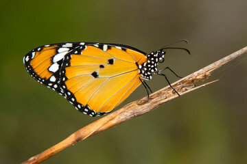 Macro shots, Beautiful nature scene. Closeup beautiful butterfly sitting on the flower in a summer garden.