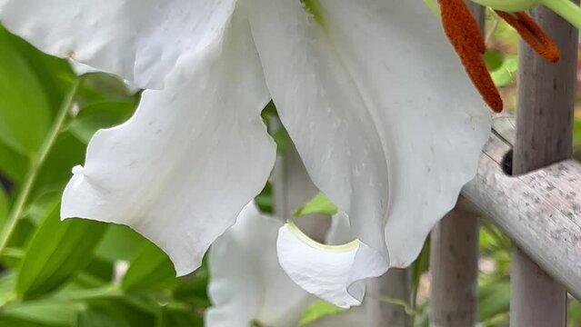 White lilies growing next to a bamboo trellis
