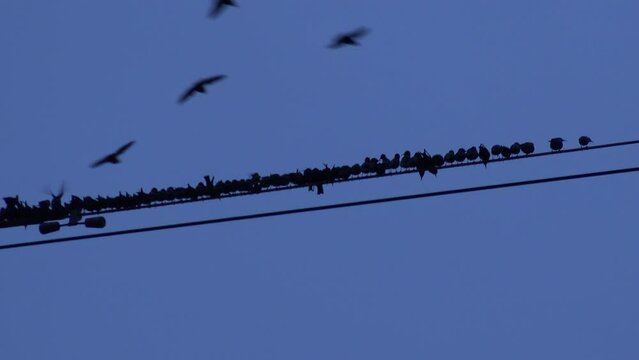 Flock of birds roosting on wires and pylon and fly off quickly as if noise has shocked them UK 4K