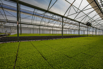 Fototapeta premium lettuce greenhouse